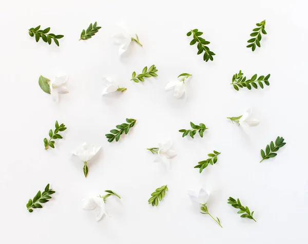 花柄の白い花、緑の葉、枝. — ストック写真