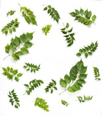 Beyaz arka plan üzerinde izole yeşil yaprakları ile yuvarlak çerçeve.