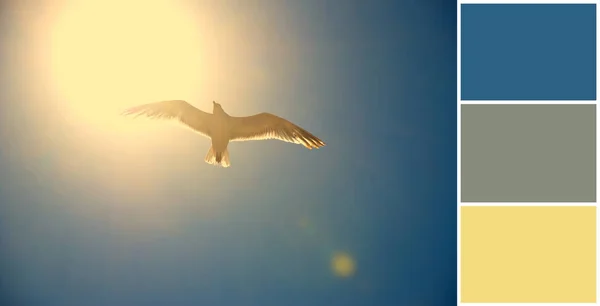 カモメは晴れた夏の日に雲の上を飛んで カラーパレット 補完的なスウォッチを持つスキーム — ストック写真