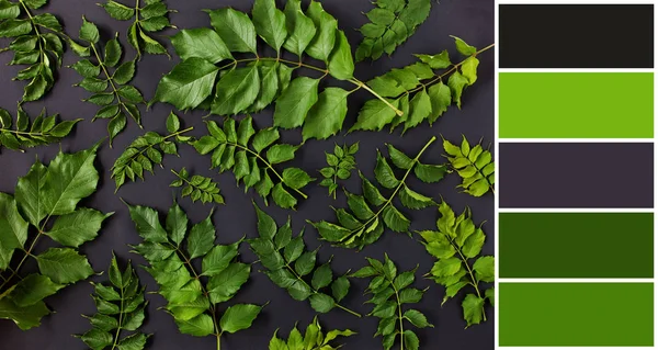 Zöld Levelek Virágos Mintás Fekete Háttér Színpaletta Séma Kiegészítő Színtárakra — Stock Fotó
