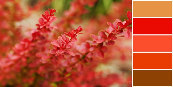 Berberis thunbergii Red Carpet ornamental perennial foliage - natural background. color palette scheme with complementary swatches