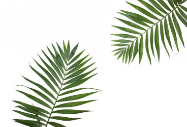 Beyaz arkaplanda palmiye yaprakları izole. 