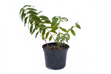 Hypericum calycinum Filiz tencerede beyaz arka plan üzerinde izole. 