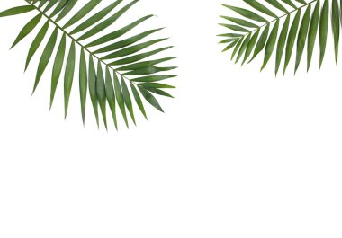 Beyaz arkaplanda palmiye yaprakları izole. 