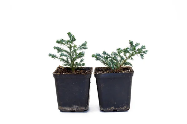 Beyaz arka plan üzerinde Chamaecyparis pisifera Bulvarı.