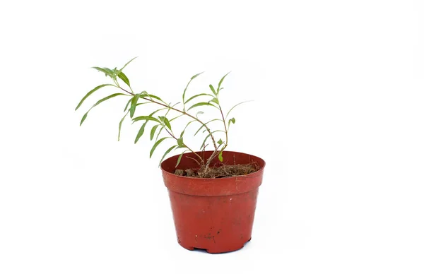 Brote pequeño de aryopteris clandonensis en maceta de plástico sobre blanco — Foto de Stock