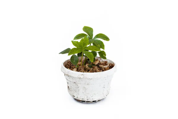Helleborus sprout in flowerpot isolated on white background. Stock Image