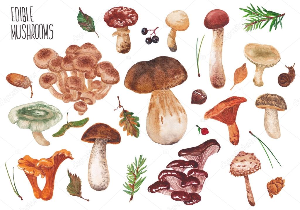 Set of edible mushrooms
