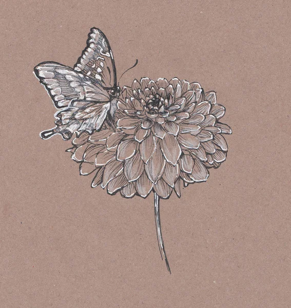 Dahlia Butterfly Sketch Kraft Paper — Stock Photo, Image