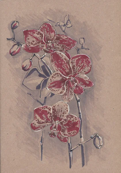 Phalaenopsis Orchid Sketch Markers Kraft Paper — Stock Photo, Image