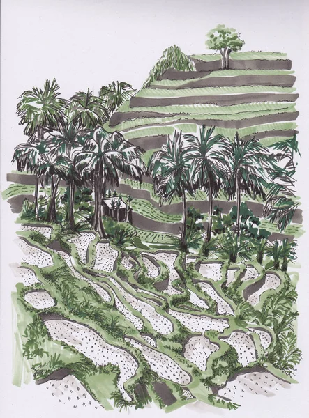 Palms and rice fields. Sketch the markers.