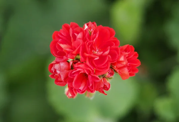 Kırmızı Sardunya çiçeği