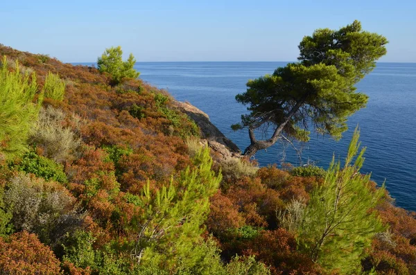 Uçurumun kenarında yalnız çam