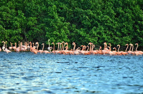 pink flamingos bir sürü