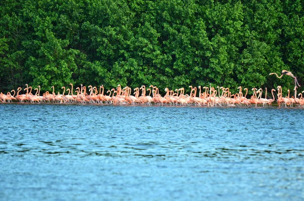 pink flamingos bir sürü
