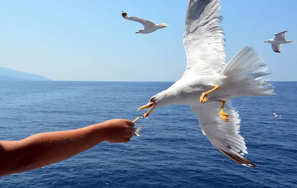 Martılar elinden besleme