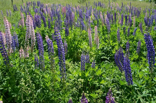 Lupine mavi çiçekler