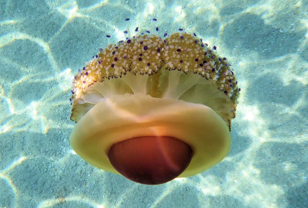 Медуз у морі (Cotylorhiza черепаха Горбкувата) — стокове фото