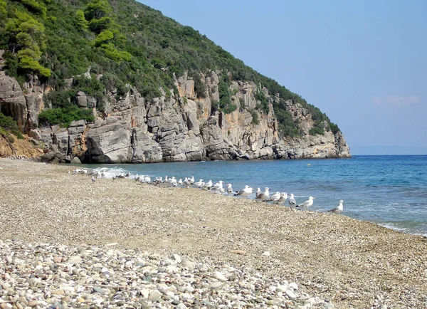 Akdeniz sahil martı ile