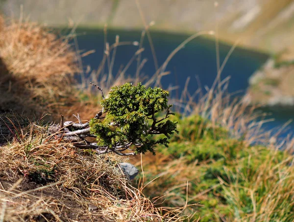 Ardıç bush dağlarda