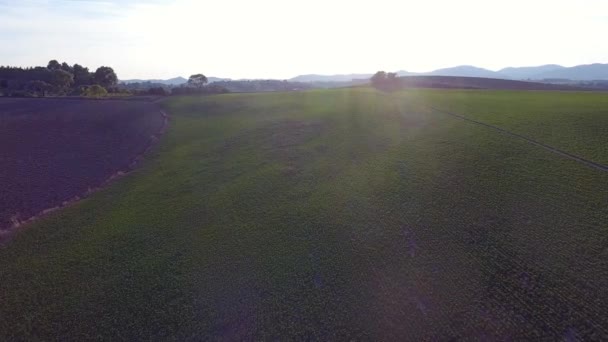 Aerial shot, gorgeous tucany hills landscape with sun flare, flying above the fields, tuscany flyover — Stock video