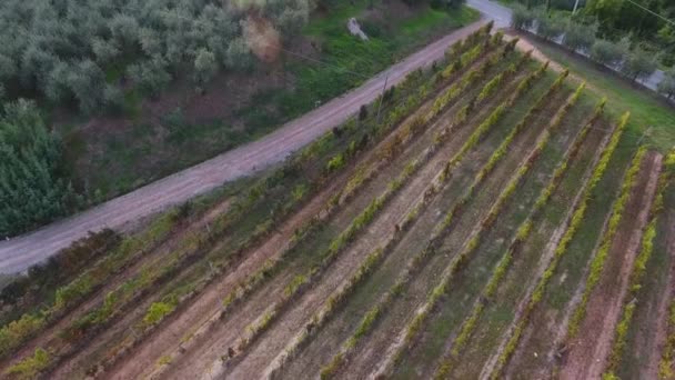 Foto aérea, magnífico paso elevado en los viñedos italianos con luz suave de la noche con destello de sol — Vídeos de Stock