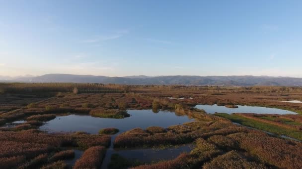ヨーロッパの秋の色と湿地の風景で飛び、空中ショット — ストック動画