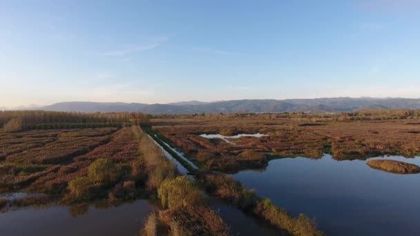 Повітряний постріл, політ над болотистим пейзажем з осінніми кольорами в Європі, зроблений безпілотником — стокове відео