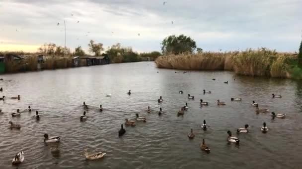 Ducks and gulls on the lake greedily eating — Stock Video