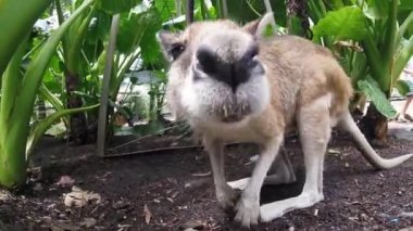  Güzel kanguru queensland kamerada yalama
