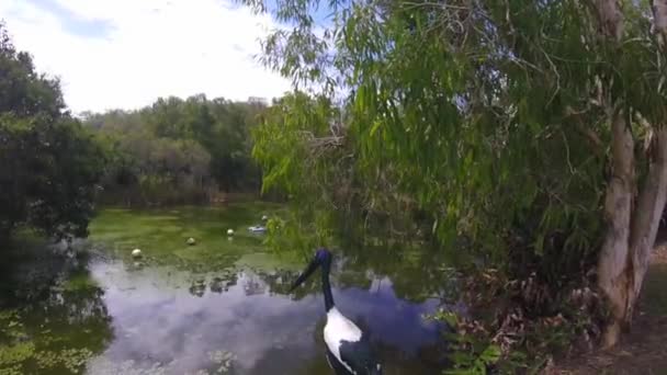 Jabiru mycteria promenader i vattnet i Queenslands — Stockvideo