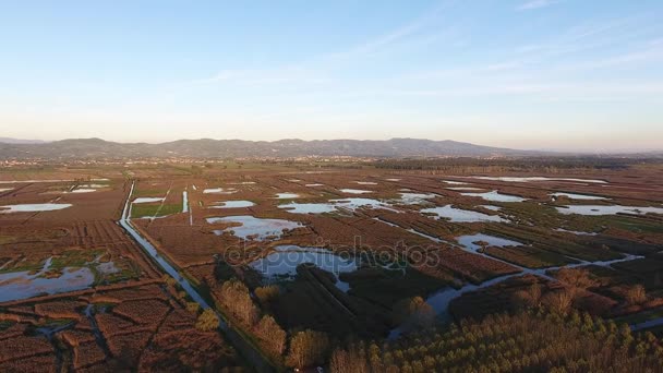 Aerial shot, fly over marshy landscape with autumn colors in europe — Stock Video