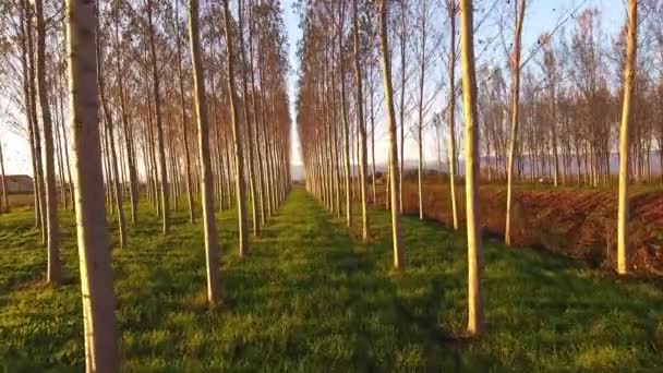 空中ショットは、夕日の光の中で木 々の間を飛び回って — ストック動画
