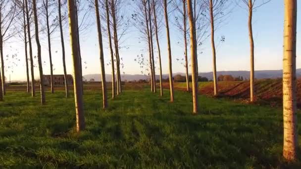 Luchtfoto schot, vliegen tussen de bomen in de zonsondergang licht — Stockvideo