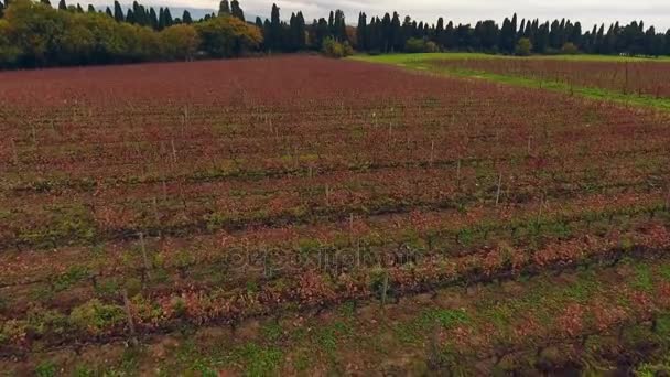 Aerial shot, huge vineyards with the autumn colors after the grape harvest in Tuscany, Italy, shot with drone — Stock Video