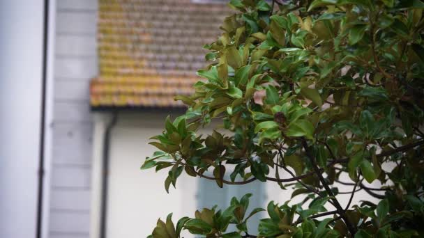 Magnolias hojas húmedas con un techo de piedra en el fondo, enfoque selectivo — Vídeo de stock