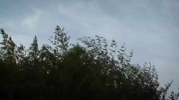 Zeer sterke wind sterk verplaatsen van de bomen — Stockvideo