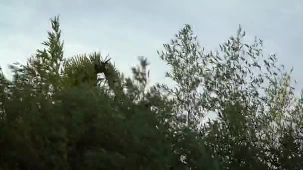Viento muy fuerte moviendo los árboles fuertemente — Vídeo de stock