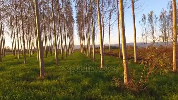 Disparo aéreo, volando entre los árboles en la luz del atardecer, hecho con dron — Vídeo de stock