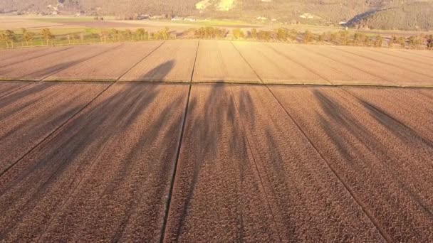Antenni laukaus, syksyllä maisema, lentävät yli kenttien, kuvattiin drone, 4K — kuvapankkivideo