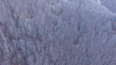 Dron, 4 k ile hava atış, dağlarda, donmuş ahşap beyaz filme