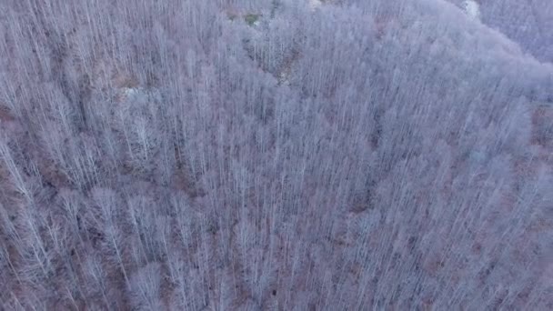 Luftaufnahme, weißes gefrorenes Holz in den Bergen, gefilmt mit Drohne, 4k — Stockvideo