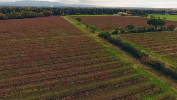 Tiro aéreo, enormes viñedos con los colores de otoño después de la vendimia de la uva en Toscana, Italia, tiro con dron — Vídeos de Stock