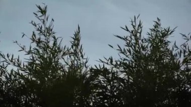  Çok güçlü Rüzgar seçici odak güçlü, ağaçlar taşıma