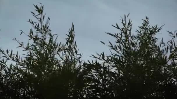 Vent très fort déplaçant fortement les arbres, focalisation sélective — Video