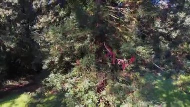Arkasında, muhteşem yeşil woods ile dev sequoia ağacın arkasında uçan hava atış, Avrupa'da drone ile filme gidiyor
