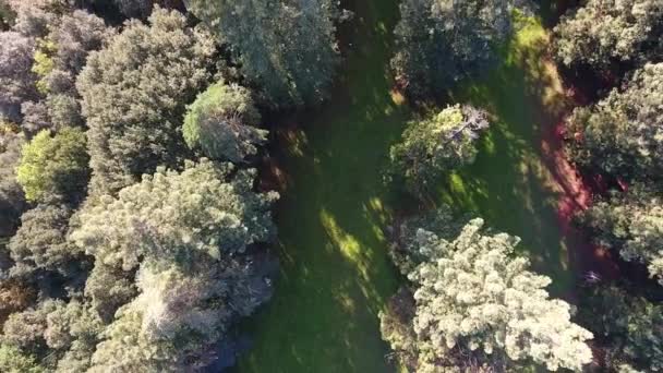  Vue aérienne, survolant le parc séquoia géant,, montant, filmé avec un drone en Europe 