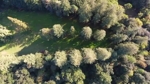 Снимок с воздуха, пролетающий над гигантским парком секвойи, спускающийся вниз, снятый дроном в Европе — стоковое видео