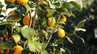 İlkbaharda, 4k güçlü bir rüzgar ile bahçede dışında bir limon ağacı