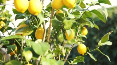 İlkbaharda, 4k güçlü bir rüzgar ile bahçede dışında bir limon ağacı